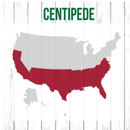 southeast centipede seed